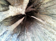 In side of a hollow tree, the spikes are were branches were.